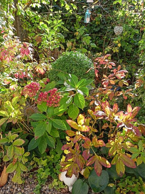  - Grădina 2023 continuare 5