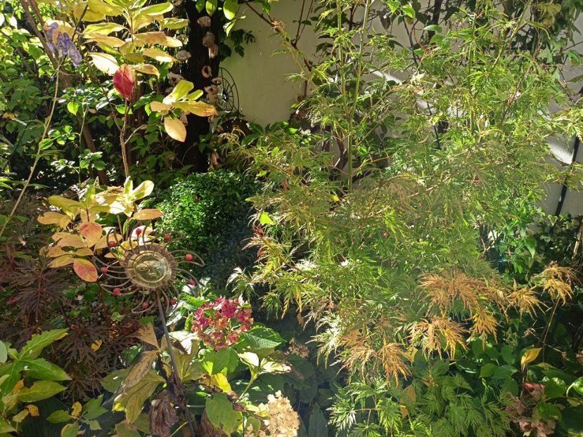  - Grădina 2023 continuare 5