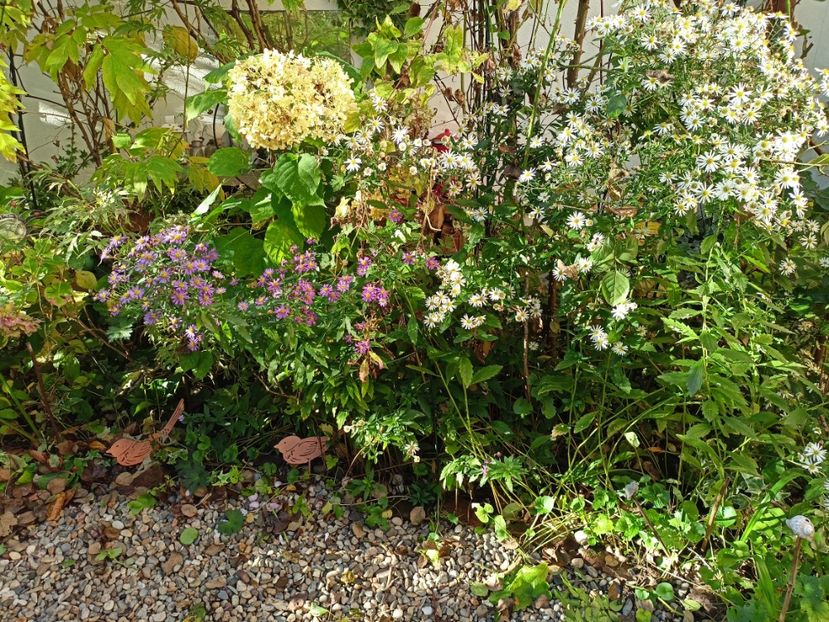  - Grădina 2023 continuare 5