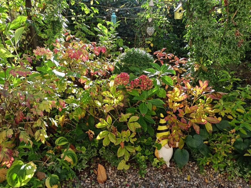  - Grădina 2023 continuare 5