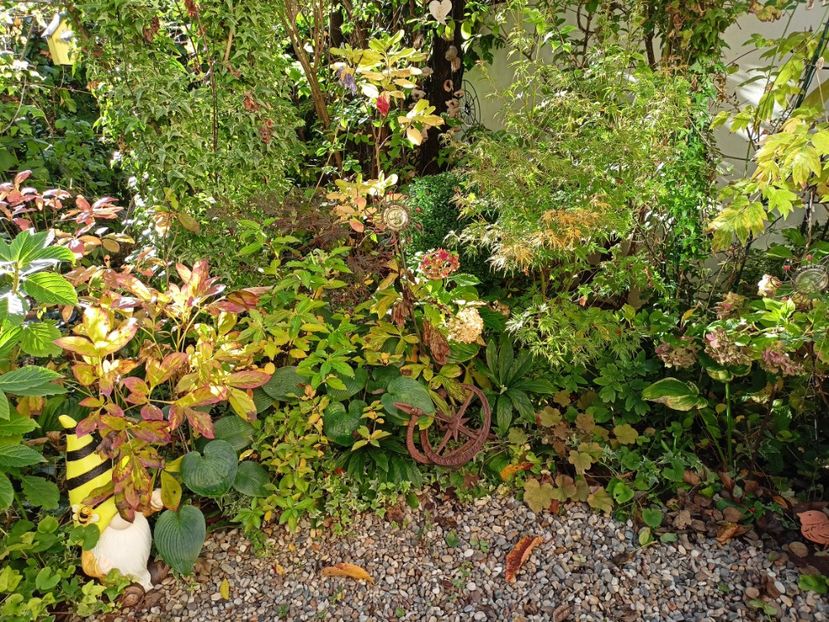  - Grădina 2023 continuare 5