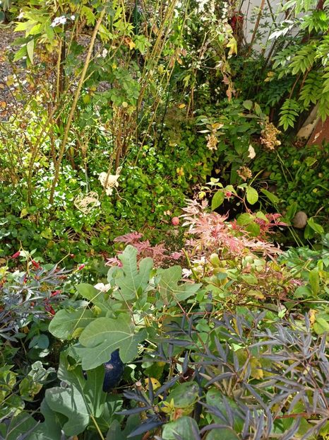  - Grădina 2023 continuare 5