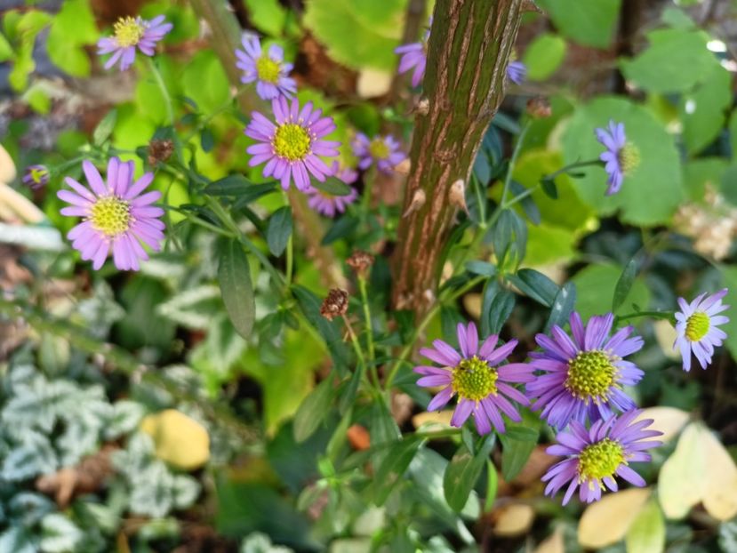  - Grădina 2023 continuare 5