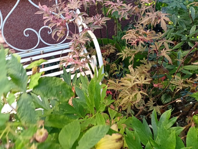  - Grădina 2023 continuare 5