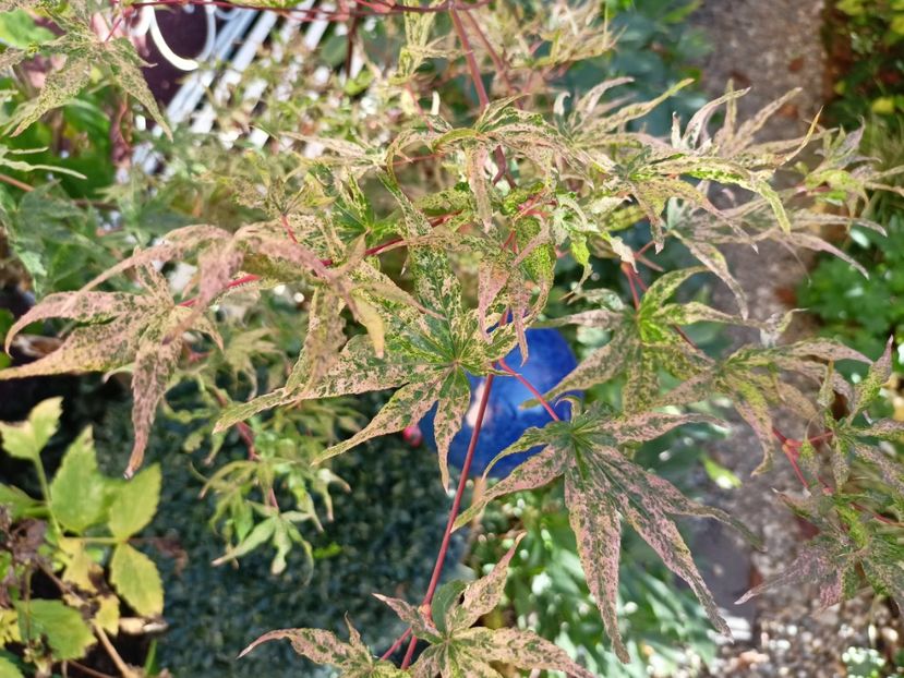 Ukigumo - Grădina 2023 continuare 5