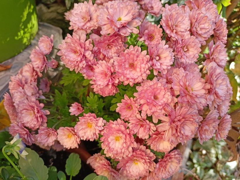  - Grădina 2023 continuare 5