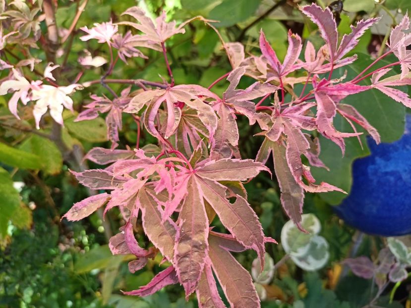  - Grădina 2023 continuare 5