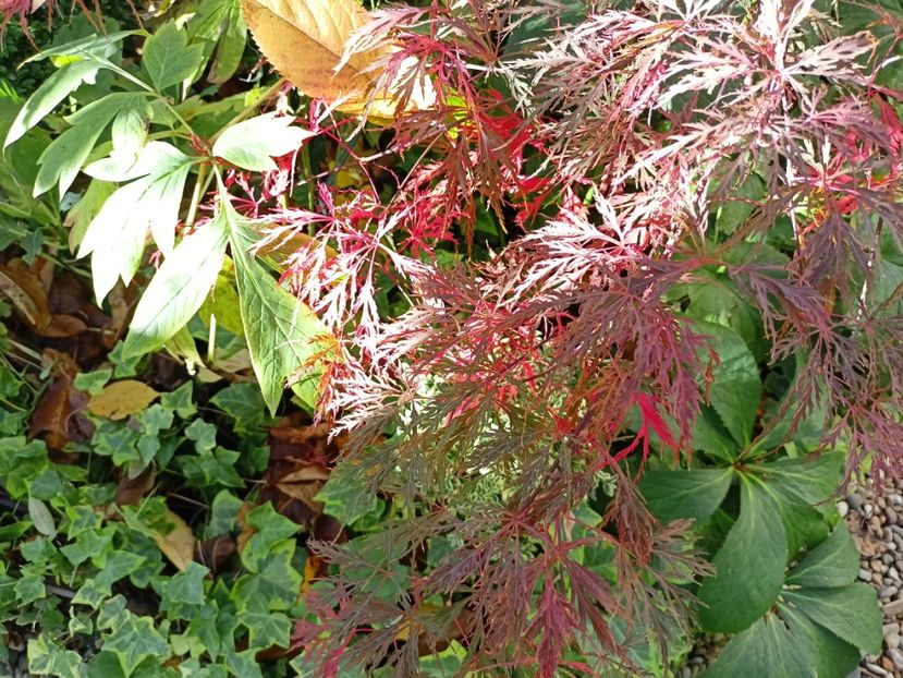 Hana Matoi - Grădina 2023 continuare 5