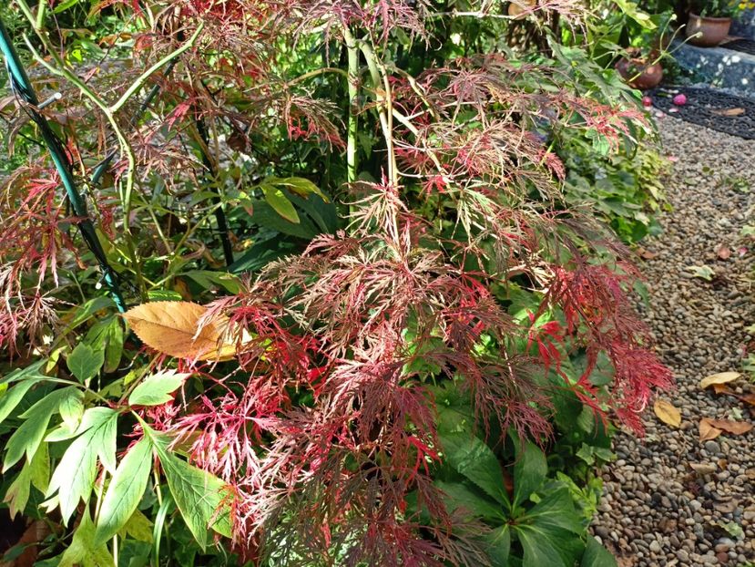  - Grădina 2023 continuare 5