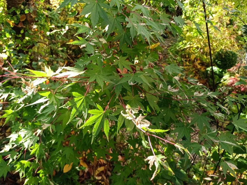 Asahi Zuru - Grădina 2023 continuare 5