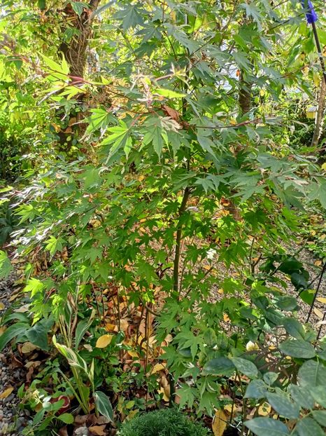  - Grădina 2023 continuare 5