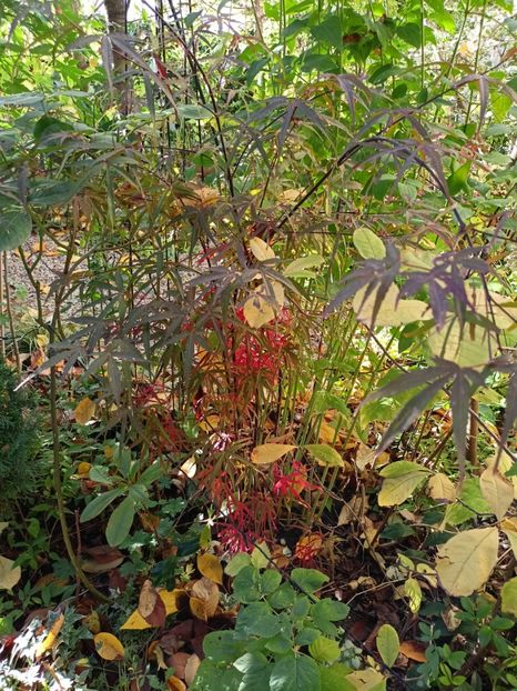 Hubb's Red Willow - Grădina 2023 continuare 5