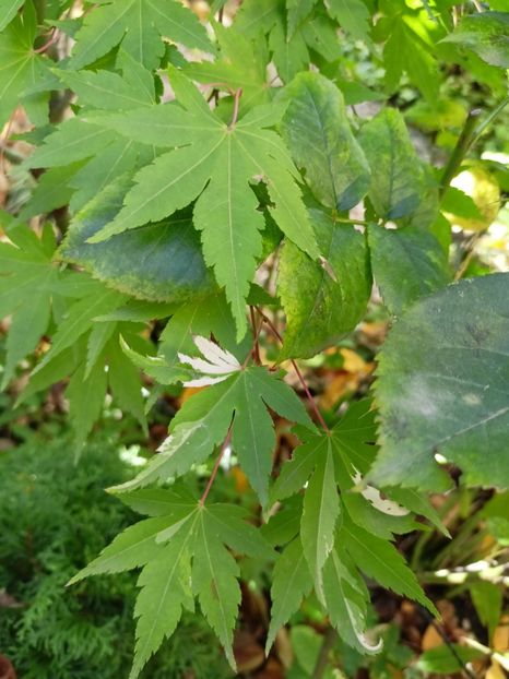 Asahi-Zuru - Arțari