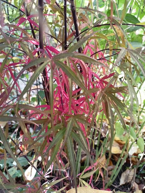 Hubbs Red Willow - Arțari