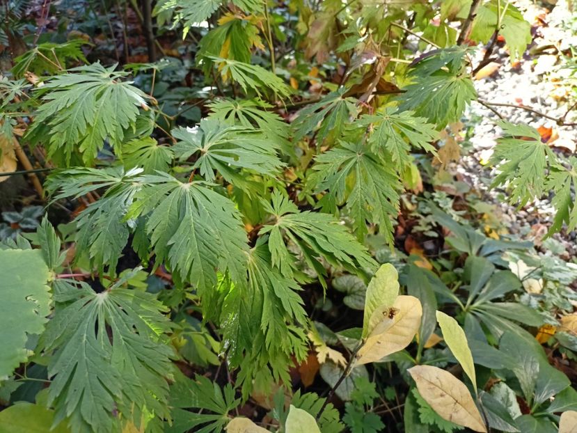 Aconitifolium - Arțari