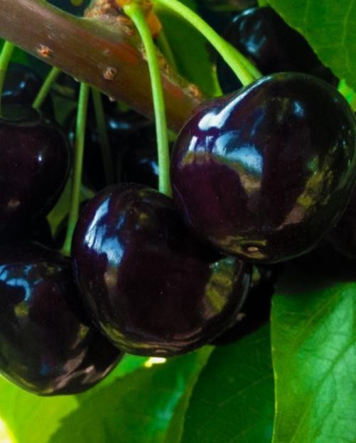 cires msre negru amar5a - Cireșul negru amar REGELE NEGRU