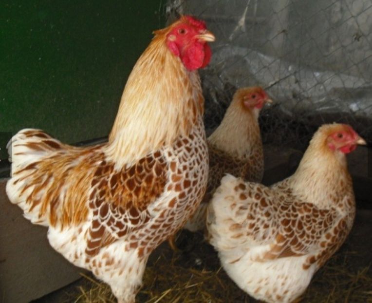 Screenshot_20231103-075608_Chrome - Wyandotte auriu alb