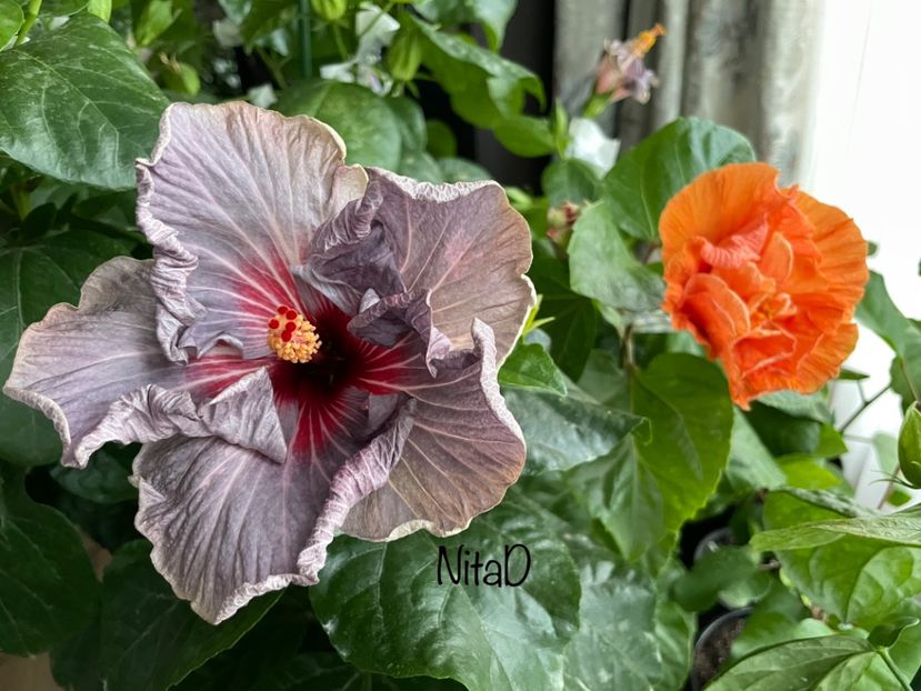  - 001 - Hibiscusi 2023
