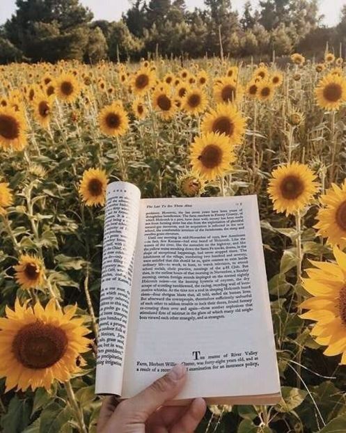  - Sunflower