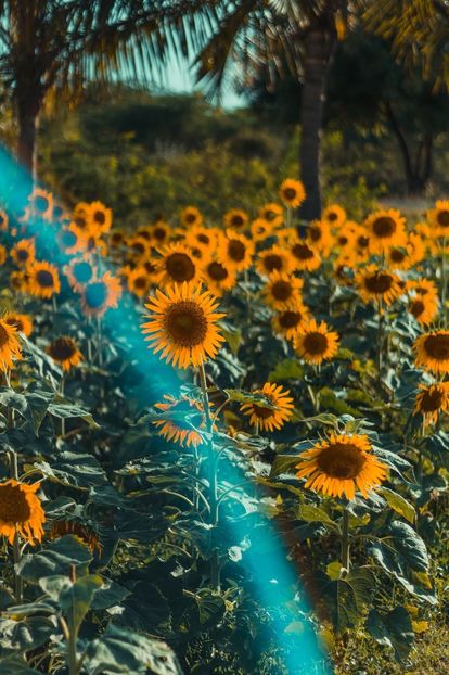  - Sunflower