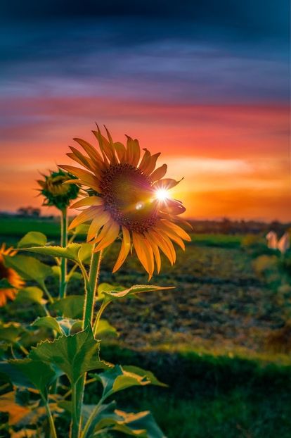  - Sunflower