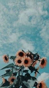  - Sunflower