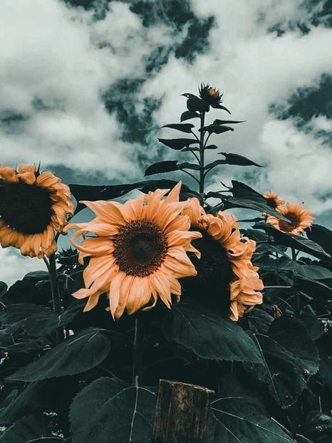  - Sunflower