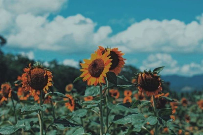  - Sunflower