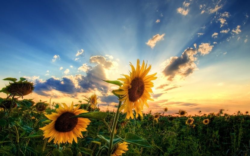  - Sunflower