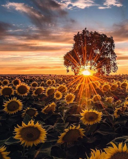  - Sunflower