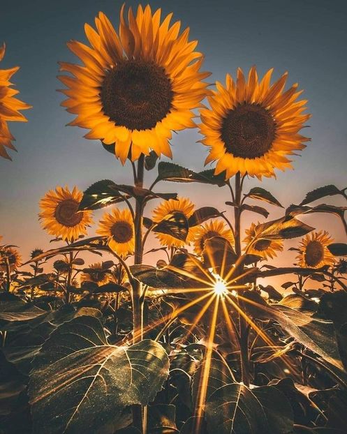  - Sunflower