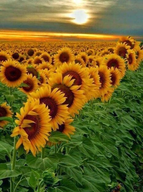  - Sunflower
