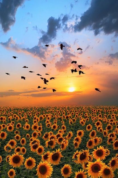  - Sunflower