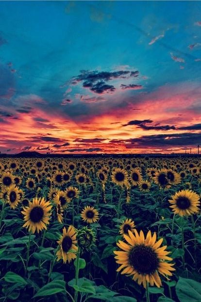  - Sunflower