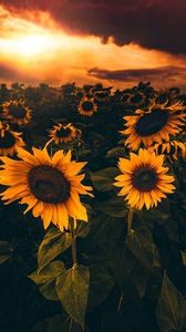  - Sunflower