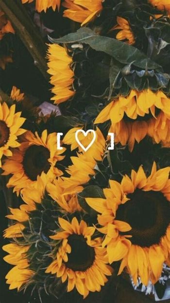  - Sunflower