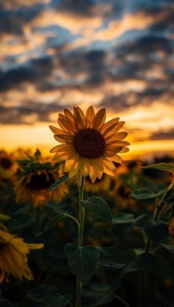  - Sunflower