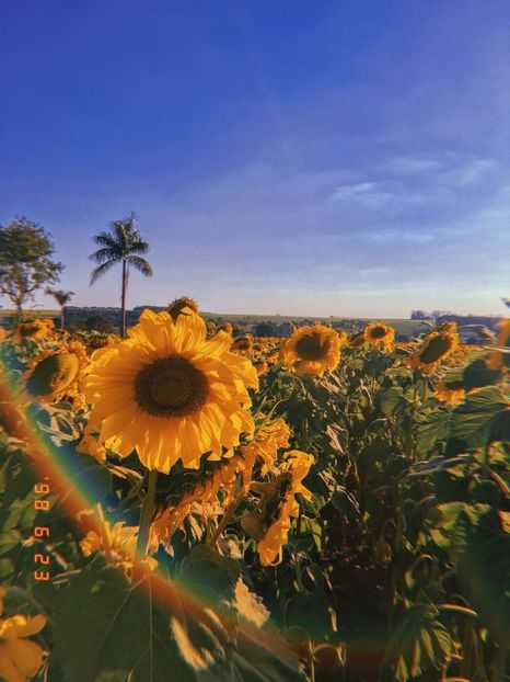  - Sunflower