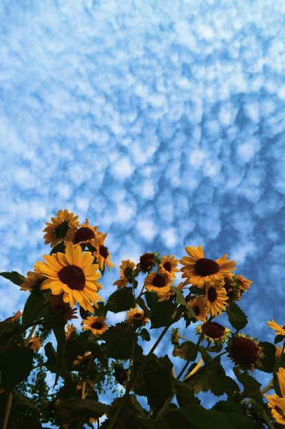  - Sunflower