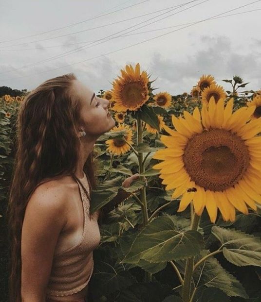  - Z Sunflower