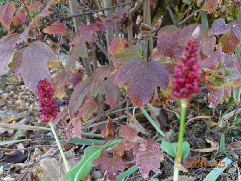 persicaria Blackfield - Dobarland 2023 7