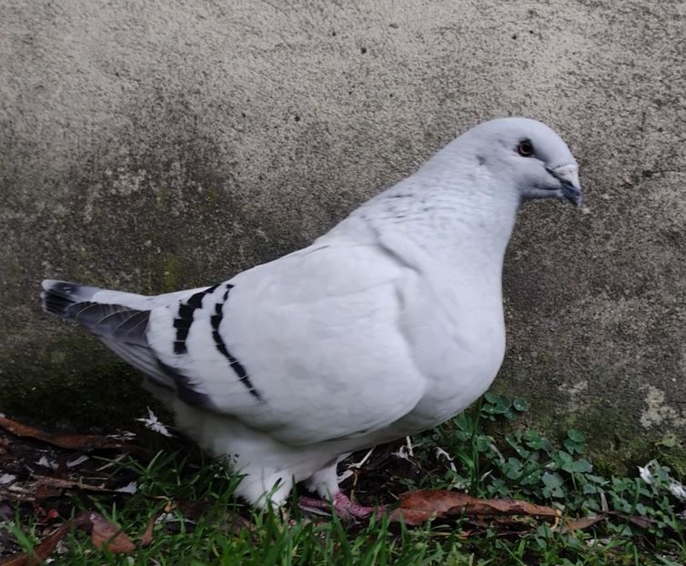 PL21-JRS13 ARCHIWUM - a- SAMICZKI -Females