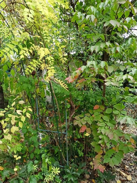  - Grădina 2023 continuare 5