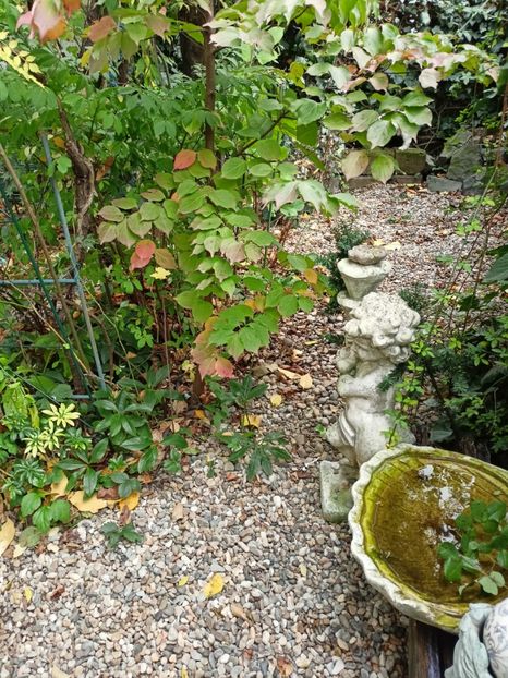  - Grădina 2023 continuare 5