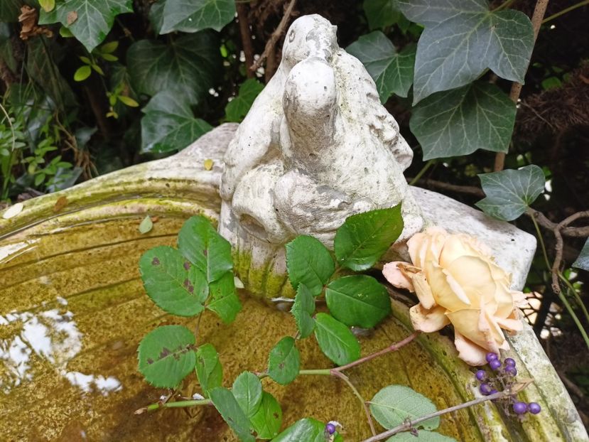  - Grădina 2023 continuare 5