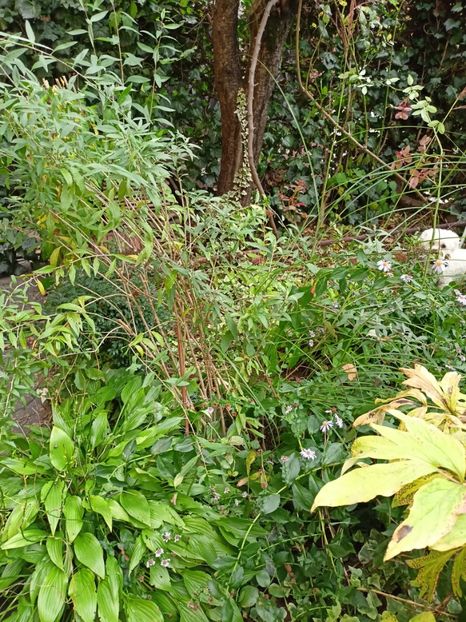  - Grădina 2023 continuare 5