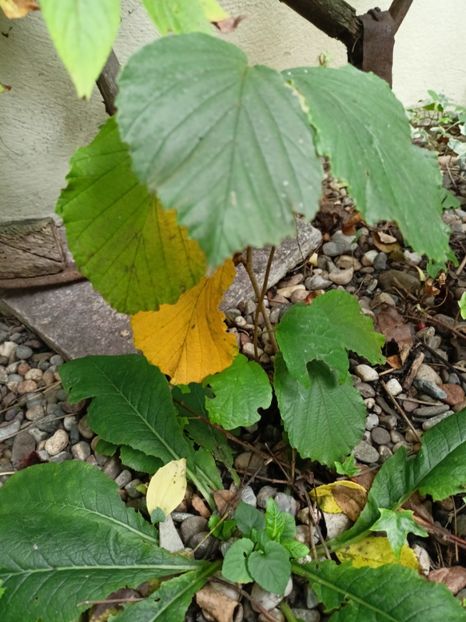 Hamamelis Ruby Glow - Grădina 2023 continuare 5