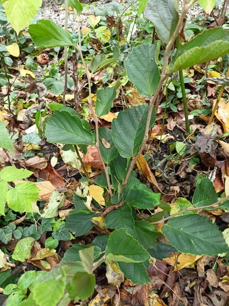 Hamamelis Amethyst - Grădina 2023 continuare 5