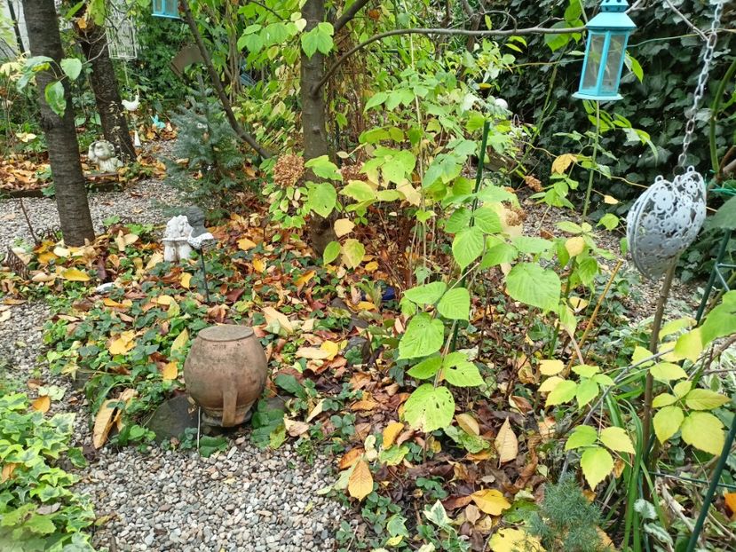  - Grădina 2023 continuare 5