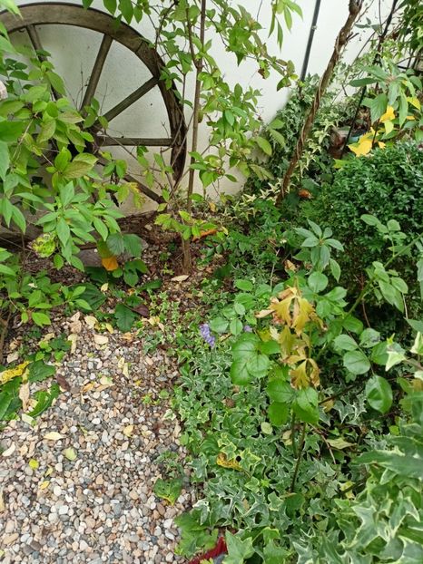  - Grădina 2023 continuare 5